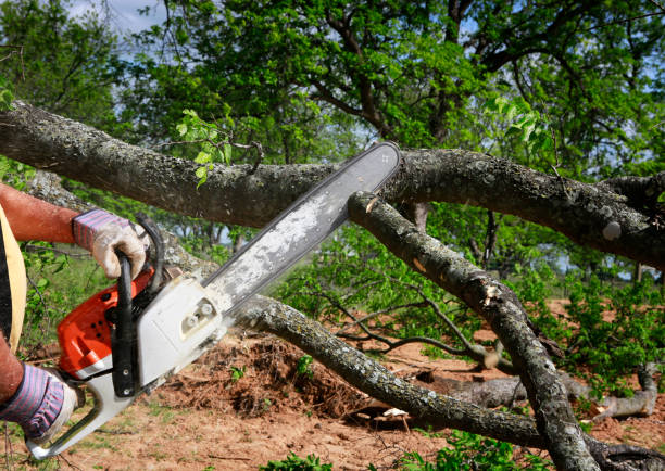 Large Tree Removal in Turtle Creek, PA